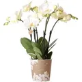Kolibri Orchideen Weiße Phalaenopsis Orchidee Jewel Ghent Topfgröße 12cm