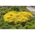 Cytisus Beanii Osiris Ginster Gelb 20–30 cm