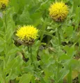 Große Flockenblume - Centaurea macrocephala
