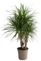 Dehner Drachenbaum, Dracaena marginata, verzweigte Triebe, 140-150 cm, Ø Topf 27 cm, Zimmerpflanze