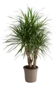 Dehner Zimmerpflanze Drachenbaum, Dracaena marginata, verzweigte Triebe
