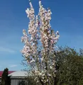 Japanische Säulenkirsche 125-150cm - Prunus serrulata