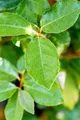Pflanzen für Dich Gehölze Elaeagnus ebb. Compacta, 1 St., Ebbingei-Silberbeere