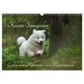 Kleine Samojeden - Eisbärchen Abenteuer im Märchenwald (Wandkalender 2026 DIN A3 quer) CALVENDO Monatskalender von Claudia Pelzer / www.Pelzer-Photogr