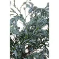 Chamaecyparis Pisifera Boulevard Scheinzypresse Blaugrün 20–30 cm