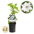 Kletterpflanze Clematis Miss Bateman Blüte Rosa ⌀11cm ↕40cm