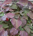 Kanadischer Judasbaum Ruby Falls 30-40cm - Cercis canadensis - lebende Gartenpflanze aus den Baumschulen