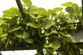 Pflanzen für Dich Kletterpflanze Aristolochia macrophylla, 1 St., Pfeifenwinde, Großblättrige Pfeifenwinde, großblättrig, kletterpflanze