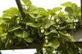 Aristolochia macrophylla, Pfeifenwinde, großblättrig, 100–150 cm