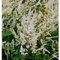 Prachtspiere Irrlicht - Astilbe Astilbe japonica