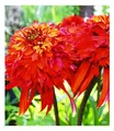 BALDUR Garten 1x Duft-Echinacea 'Hot Papaya' Sonnenhut, Pflanze im 9x9 cm-Topf, schmetterlingsfreundlich, winterharte Staude, trockenresistent, pflegeleicht, Wasserbedarf gering, Echinacea purpurea
