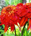 BALDUR Garten Staude Duft-Echinacea 'Hot Papaya', 1 St., Sonnenhut, winterhart, monatelange Blüte
