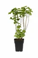 Schwarze Johannisbeere Ben Nevis 50–60 cm – Ribes nigrum, großfrüchtig, winterhart, ertragreicher Beerenstrauch für Garten & Kübel