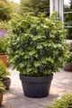 Schwarze Johannisbeere Ben Nevis 50–60 cm – Ribes nigrum, großfrüchtig, winterhart & ertragreich, aromatische Vitamin-C-Beeren, ideal für Garten & Kübel