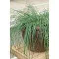 Eragrostis Elliottii Wind Dancer Ziergras Ca. 9x9 cm Topf