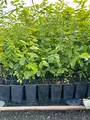 Carpinus betulus 60–80 cm – Winterhart, Mehrjährig, Pflegeleicht – Hainbuche – Heckenpflanze für Garten & Sichtschutz