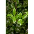 Ilex meserveae 'Heckenstar' -S- 40-50 cm