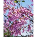 Paulownia Tomentosa Blauglockenbaum 125–150 cm