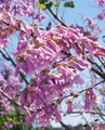 Paulownia tomentosa 125–150 cm – Winterhart, Mehrjährig, Pflegeleicht – Blauglockenbaum – Zierbaum für Garten & Vorgarten