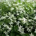 Immergrüne Waldrebe 'Snow Bells' Clematis armandii 60 bis 80 cm im Container Weiße Blüten