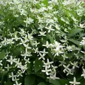 Waldrebe armandii - Clematis armandii 'Snow Bells' | 60-80 cm in Container