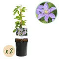 Kletterpflanze Clematis Justa Blüte Hellblau ⌀11cm ↕40cm