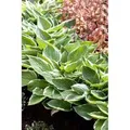 Hosta Patriot 2 Liter Container