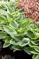 Pflanzen für Dich Staude Hosta Patriot, 1 St., Funkie, Herzblattlilie
