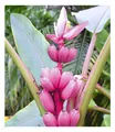 Rosa Zwerg-Banane 1 Pflanze Musa velutina