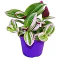 Exotenherz Dreimasterblume Tradescantia Nanouk Pflegeleichte Hängende Zimmerpflanze 9cm Topf Pink