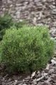 Pflanzen für Dich Konifere Pinus uncinata Heideperle, 1 St., Berg-Kiefer, Haken-Kiefer, kompakt, winterhart