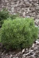 Pinus uncinata 'Heideperle', Berg-Kiefer, kompakt, 20–25 cm