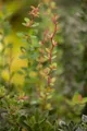 Berberis buxifolia 'Nana', Zwerg-Berberitze, orange Blüten, 20–25 cm