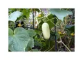 15x Cucumis Riesen Weisse Gurken Gemüse Pflanzen - Samen A42