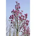 Magnolia 'Burgundy Star' Magnolie 30-40 cm