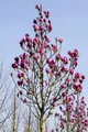 Pflanzen für Dich Gehölze Magnolia Burgundy Star, 1 St., Magnolie