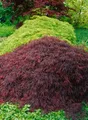 Acer palmatum 'Crimson Queen', Japanischer Ahorn, rot, 40–50 cm