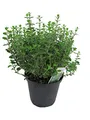 Italienischer Oregano im 15cm Topf - Origanum vulgare, frische Oregano Pflanze
