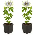 Exotenherz Kletterpflanzen Passionsblume Passiflora Caerulea 2er Set 11cm Topf