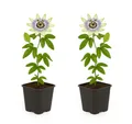 Exotenherz Kletterpflanze Exotenherz Kletterpflanze - Passionsblume Passiflora caerulea 2er Set