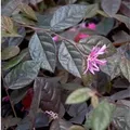 Riemenblüte Fire Dance 30-40cm - Loropetalum chinense