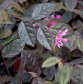 Riemenblüte Fire Dance 30-40cm - Loropetalum chinense