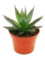 Agave "Shaka Zulu" - 15cm Topf - sukkulente Zimmerpflanze