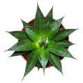 Exotenherz Agave Shaka Zulu 15cm Topf Sukkulente Zimmerpflanze