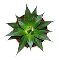 Agave "Shaka Zulu" - 15cm Topf - sukkulente Zimmerpflanze