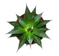 Exotenherz Kaktus Agave "Shaka Zulu" - 15cm Topf - sukkulente Zimmerpflanze