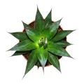 Exotenherz - Agave "Shaka Zulu" - 15cm Topf - sukkulente Zimmerpflanze