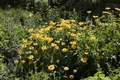 Helianthus decapetalus 'Meteor', Stauden-Sonnenblume, gelb, ca. 11x11 cm Topf