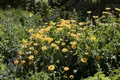 Helianthus decapetalus 'Meteor' 11x11 cm Topf – Winterhart, Mehrjährig, Pflegeleicht – Stauden-Sonnenblume – Blütenstaude für Garten & Beet