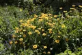 Pflanzen für Dich Staude Helianthus decapetalus Meteor, 1 St., Sonnenblume